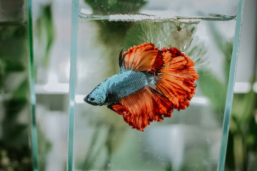 Betta Fish