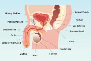 The Man’s Guide to Whole-Patient Sexual & Reproductive Health